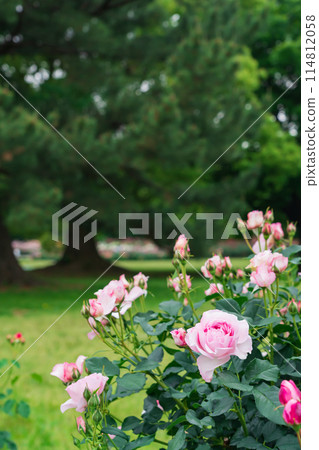 Shonai Green Park in spring, roses in full bloom (Nagoya, Aichi Prefecture) 114812058