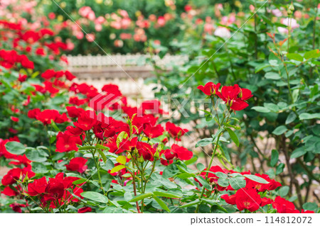 Shonai Green Park in spring, roses in full bloom (Nagoya, Aichi Prefecture) Shonai Green Park in spring, roses in full bloom (Nagoya, Aichi Prefecture) 114812072