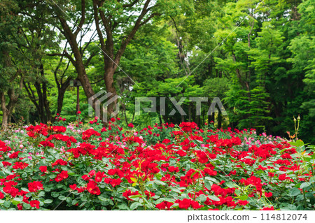 Shonai Green Park in spring, roses in full bloom (Nagoya, Aichi Prefecture) 114812074