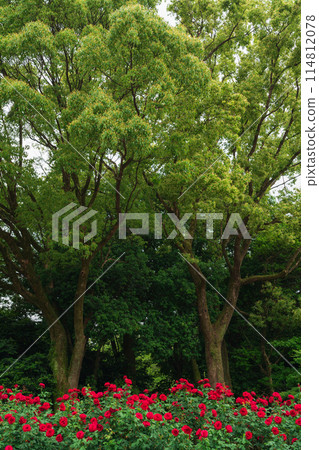Shonai Green Park in spring, roses in full bloom (Nagoya, Aichi Prefecture) 114812078