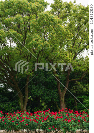 Shonai Green Park in spring, roses in full bloom (Nagoya, Aichi Prefecture) 114812080