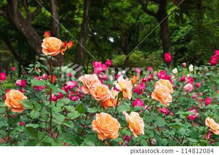 Shonai Green Park in spring, roses in full bloom (Nagoya, Aichi Prefecture) 114812084
