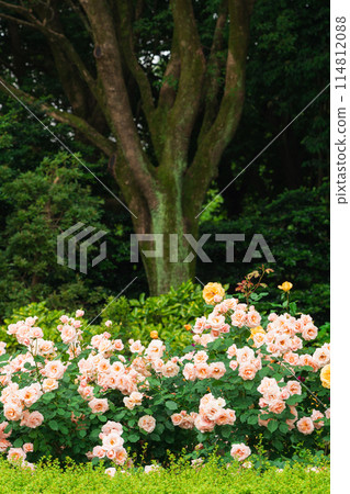 Shonai Green Park in spring, roses in full bloom (Nagoya, Aichi Prefecture) Shonai Green Park in spring, roses in full bloom (Nagoya, Aichi Prefecture) 114812088