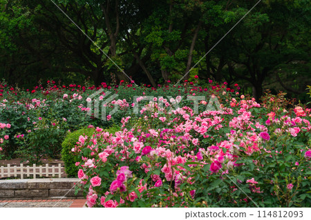 Shonai Green Park in spring, roses in full bloom (Nagoya, Aichi Prefecture) 114812093