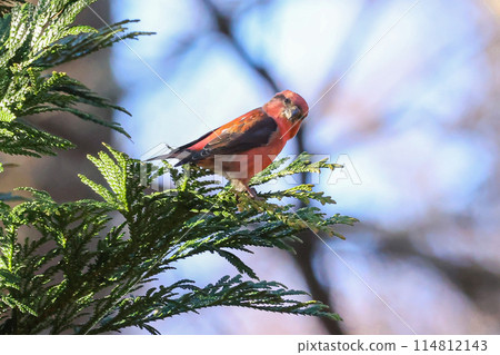 色彩鮮豔的紅魷魚棲息在常青樹的樹枝上 114812143
