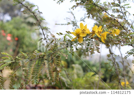 Close-up of Senna surattensis flowers 114812175