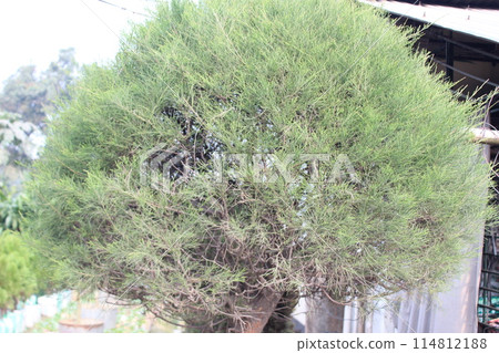 close-up of tamarix aphylla leaves 114812188
