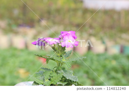 Verbena hybrida flower with a blurred natural 114812240