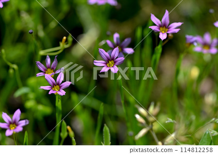 Niwazekishou Niwazekishou 114812258