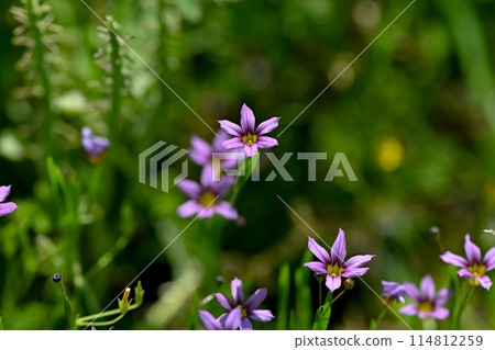 Niwazekishou Niwazekishou 114812259