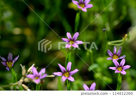 Niwazekishou Niwazekishou 114812260