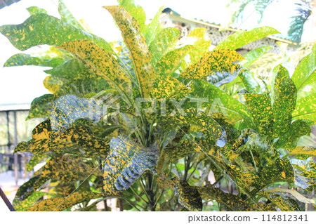 colorful Codiaeum variegatum leaves colorful Codiaeum variegatum leaves 114812341