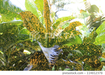 colorful Codiaeum variegatum leaves 114812378