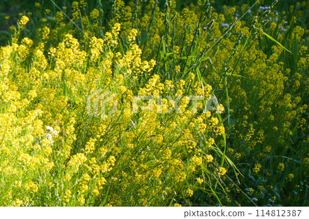 Early summer scenery at Koiwai Farm in Iwate Prefecture: rape blossoms and the pastures of Koiwai Farm 114812387