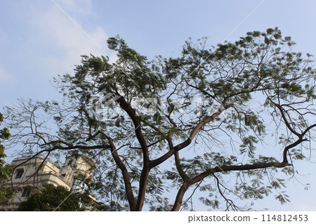Enterolobium cyclocarpum plant with sky background 114812453