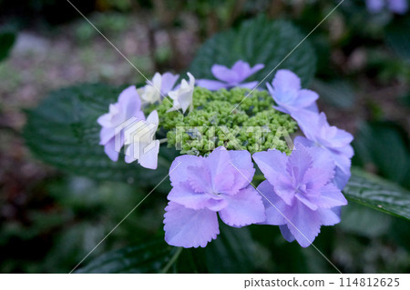 繡球花21 114812625