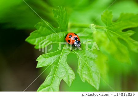 Nana Hoshi Tentou 114812829