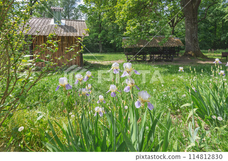 irises in the summer park irises in the summer park 114812830