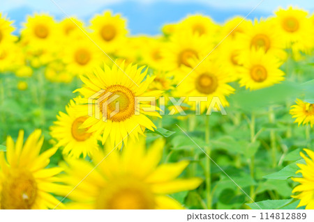 Sunflower field in full bloom and blue sky Sunflower field in full bloom and blue sky 114812889