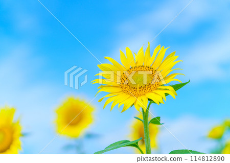 Sunflower close-up and blue sky Sunflower close-up and blue sky 114812890