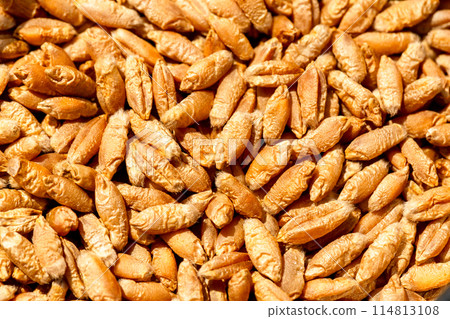 Wheat grain as background texture 114813108