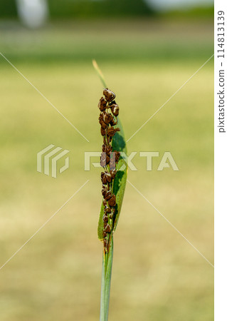 Loose Smut disease signs on oat close-up Loose Smut disease signs on oat close-up 114813139