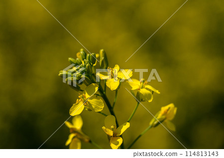 Rape plant and flowers in close-up. Cultivation of rapeseed. 114813143