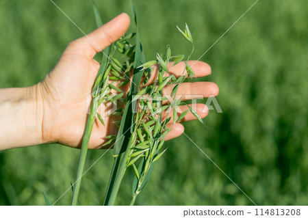 Ears of ripe oats in a woman's hand. Fertility concept 114813208