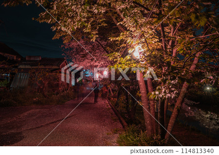 靜岡縣牧之原市勝俁川沿岸春天的櫻花夜景 114813340