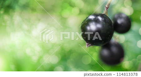 Banner with black currant berries against background of sun glare of green garden. Close-up, blurred 114813378