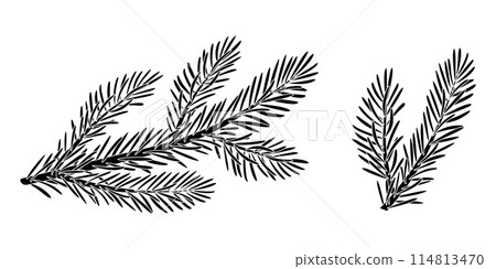 Christmas Larch, Pine, spruce branch silhouette set. Christmas Larch, Pine, spruce branch silhouette set. 114813470