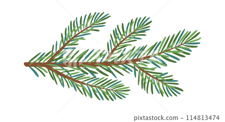 Christmas Larch, Pine, spruce branch. 114813474