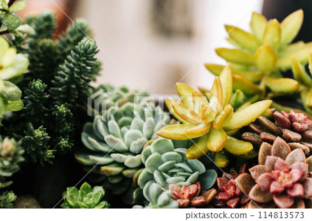 Collection of various multicolored succulent plants. Succulent garden in a balcony pot outdoor 114813573