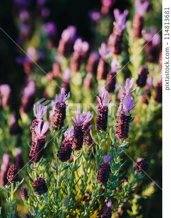 Bush of beautiful purple blooming lavender in the morning sun Bush of beautiful purple blooming lavender in the morning sun 114813681