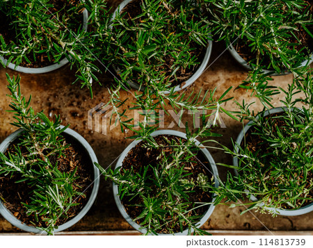 Rosemary seedlings in pots on the counter in a plant store Rosemary seedlings in pots on the counter in a plant store 114813739