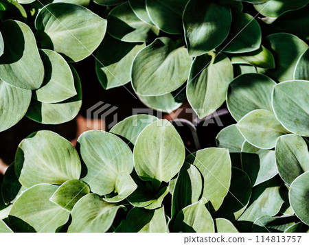 Beautiful textured hosta plants bush green leaves 114813757