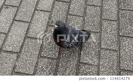 路上的鴿子 114814279