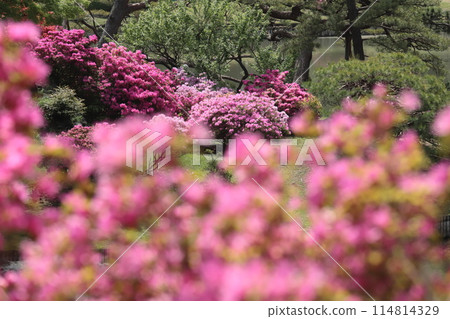 日本庭園的杜鵑花 日本庭園的杜鵑花 114814329