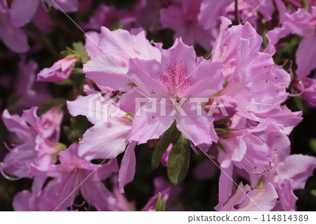 Azalea of Japanese garden Azalea of Japanese garden 114814389