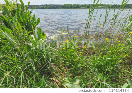 yellow flowers growing on the lake shore yellow flowers growing on the lake shore 114814584