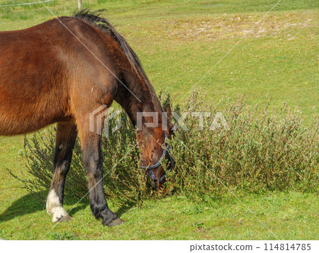 the island of ameland in the dutch north sea the island of ameland in the dutch north sea 114814785