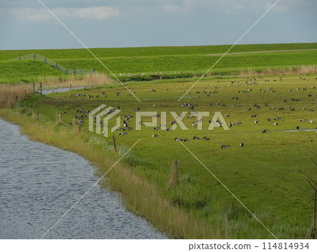 the island of ameland in the dutch north sea the island of ameland in the dutch north sea 114814934