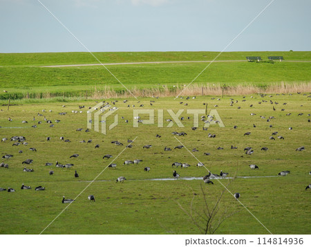the island of ameland in the dutch north sea the island of ameland in the dutch north sea 114814936