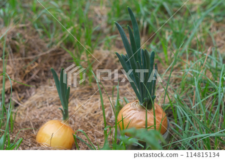 Two heads of onions, which are planted in the ground to grow green fresh juicy stems. Ecological gardening for useful plants, vitamins Two heads of onions, which are planted in the ground to grow green fresh juicy stems. Ecological gardening for useful plants, vitamins 114815134