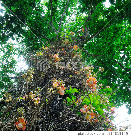 The flower of the sacred Bo tree. Sri Lanka. The flower of the sacred Bo tree. Sri Lanka. 114815149