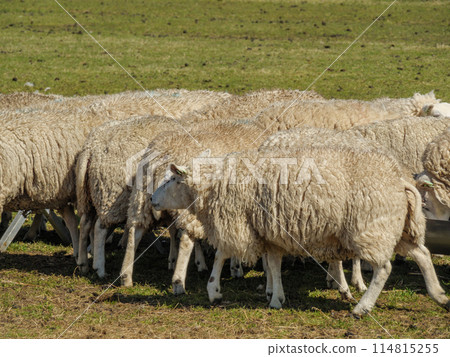the island of ameland in the dutch north sea 114815255
