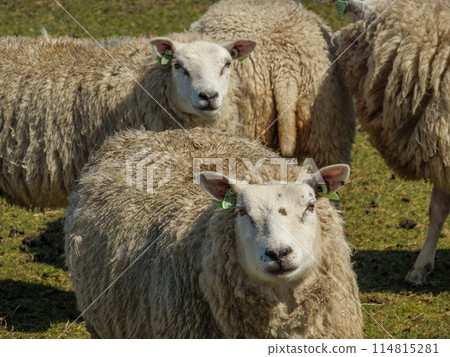 the island of ameland in the dutch north sea the island of ameland in the dutch north sea 114815281