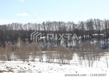 Birches in the spring forest, the last snow, spring landscape, nature and ecology. Birches in the spring forest, the last snow, spring landscape, nature and ecology. 114816007