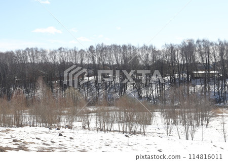 Birches in the spring forest, the last snow, spring landscape, nature and ecology. Birches in the spring forest, the last snow, spring landscape, nature and ecology. 114816011