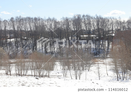 Birches in the spring forest, the last snow, spring landscape, nature and ecology. Birches in the spring forest, the last snow, spring landscape, nature and ecology. 114816012